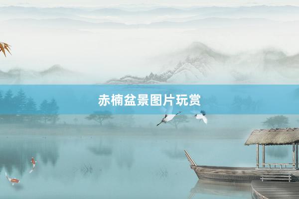 赤楠盆景图片玩赏